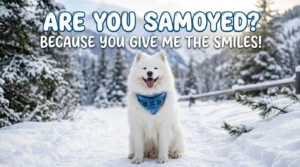 samoyed puns